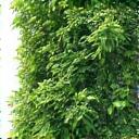 Vedere detaliată a unui perete verde, luxuriant, plin de diverse plante, integrat într-o fațadă de clădire modernă, cu picături de rouă pe frunze, sugerând purificarea aerului și sechestrarea carbonului.